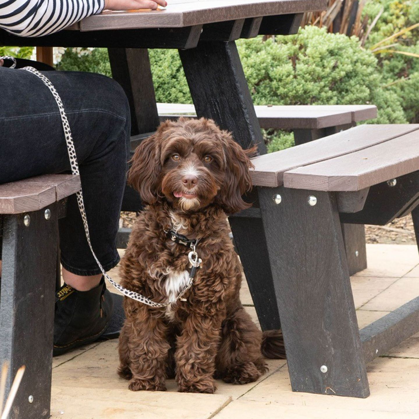 Your local dog friendly pub in Skegness